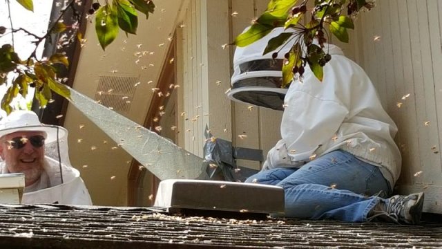 Removing Bees from a House